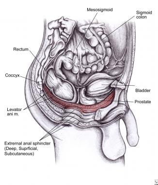 Pediatric Rectal Prolapse: Practice Essentials, Background, Anatomy