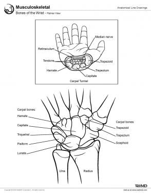 Bones of the wrist, palmar view. 