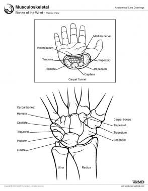 wrist surface anatomy