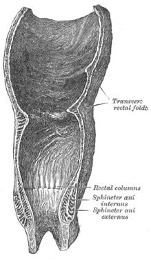 Coronal section of rectum and anal canal. 