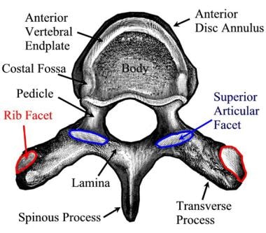 Illustration of thoracic vertebrae showing vertebral body