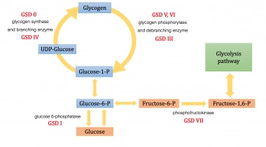 Metabolic pathways of carbohydrate metabolism