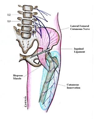 Basic anatomy of the lateral femoral cutaneous sen