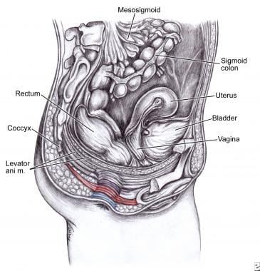 Cerebral anal inversion