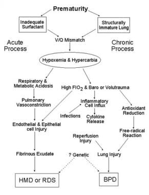 Schematic outlines the pathology of respiratory di