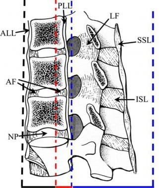 Lateral drawing of the 3 spinal columns of the tho
