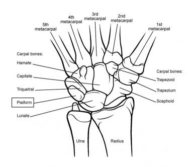 Bones of the wrist, enlarged view. 