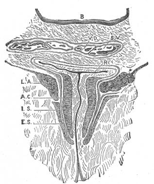 Coronal section through the anal canal. 