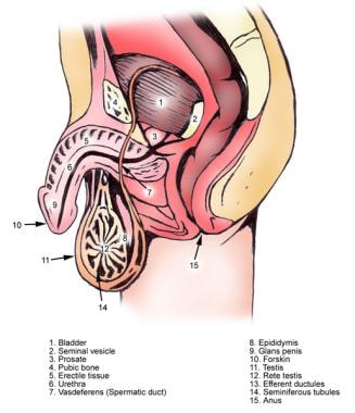 Male urethra and its segments. 