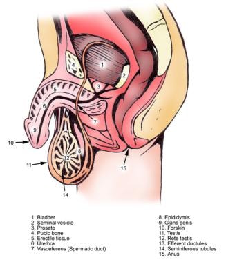 Urethral Catheterization in Men Overview Preparation Technique