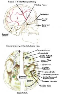 Internal anatomy of the skull base, lateral view, 