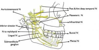 Mandibular nerve Quiz