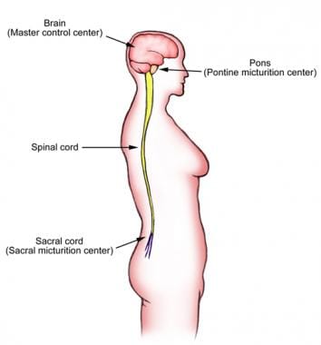 What Leads To Loss Of Bladder Control In Females?