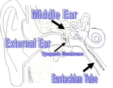 Anatomy of the external and middle ear. 