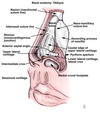 human nose bone anatomy