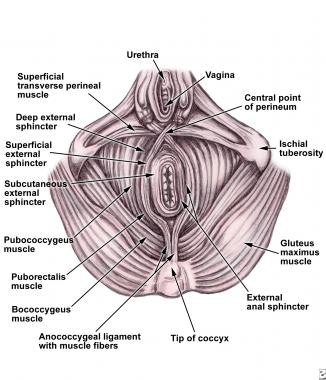 Anatomy of internal and external anal sphincter me