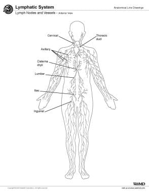 Lymph System Chart