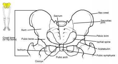 Illustration of pelvic girdle demonstrating connec