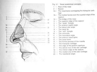 Nasal anatomy. Image used with permission. 
