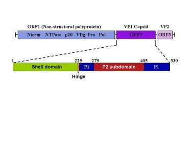 The norovirus genomic structure and capsid domains