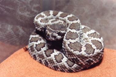 southern pacific rattlesnake with mouth open