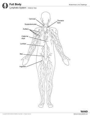 Lymphatic system, anterior view. 