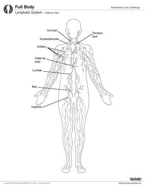 Lymph Node Function & Location