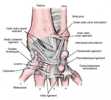 Ligaments of the wrist, dorsal view. 