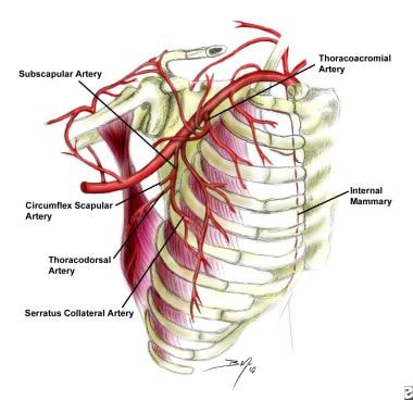 Thoracodorsal artery bramch of subscapular artery