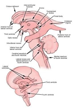 The ventricular system, which circulates CSF throu