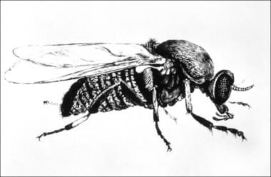 Simulium fly (black fly). 