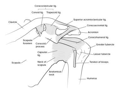 acromioclavicular joint