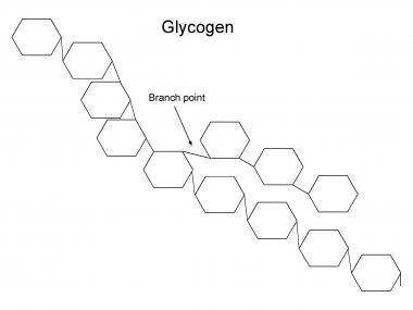 糖原的结构。每个环表示一个g