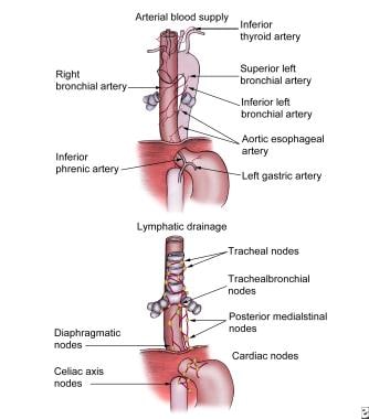 Gastroesophageal Reflux Disease: Practice Essentials, Background, Anatomy