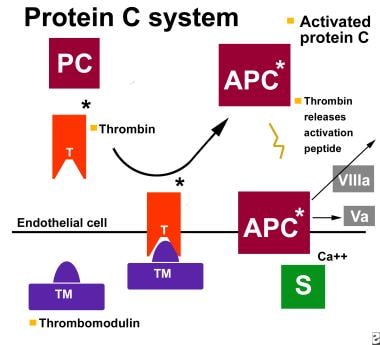 蛋白C途径。APC =活化蛋白C;