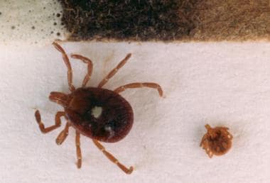 Amblyomma americanum is the tick vector for monocy