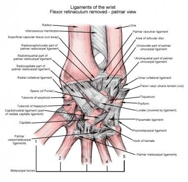 interosseous ligament hand