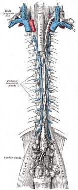 The thoracic and right lymphatic ducts. 