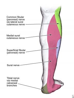 Sural nerve dermatome at the level of the posterio