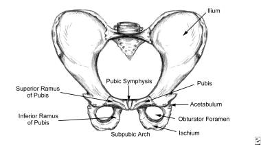 Osteitis Pubis: Practice Essentials, Background, Anatomy