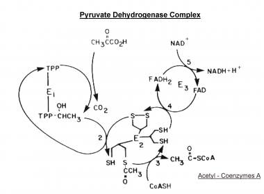 Scheme of the major reactions of the pyruvate dehy