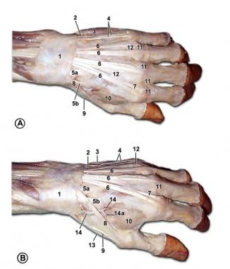 skeleton hand anatomy side view