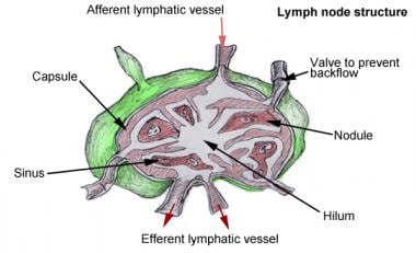 Lymph node structure. 