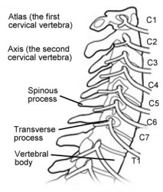 颈椎解剖。