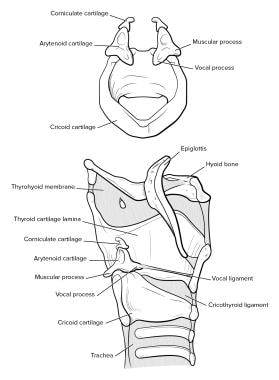 Larynx anatomy. 