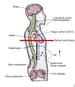 Autonomic Dysreflexia in Spinal Cord Injury