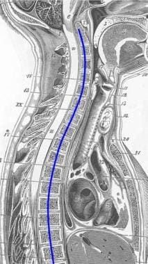 The Anatomy of the Thoracic Spine