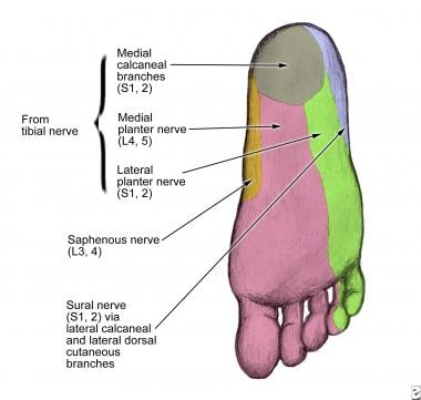 Sural nerve dermatome at the level of the sole of 