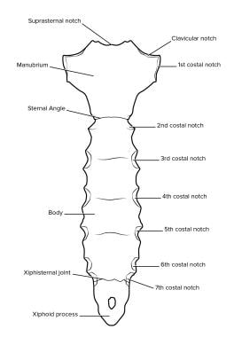 Posterior surface of the sternum. 