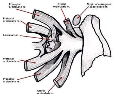 Anatomy of the medial canthal tendon is shown. The